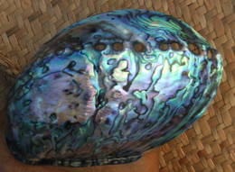 PAUA SHELL (Large)