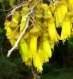 Kowhai_1_1_1.JPG